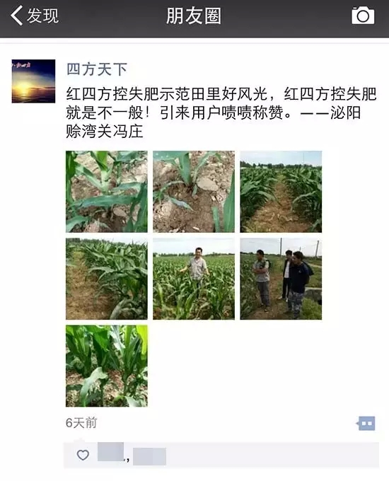 红四方缓控释肥用户晒出的玉米长势图