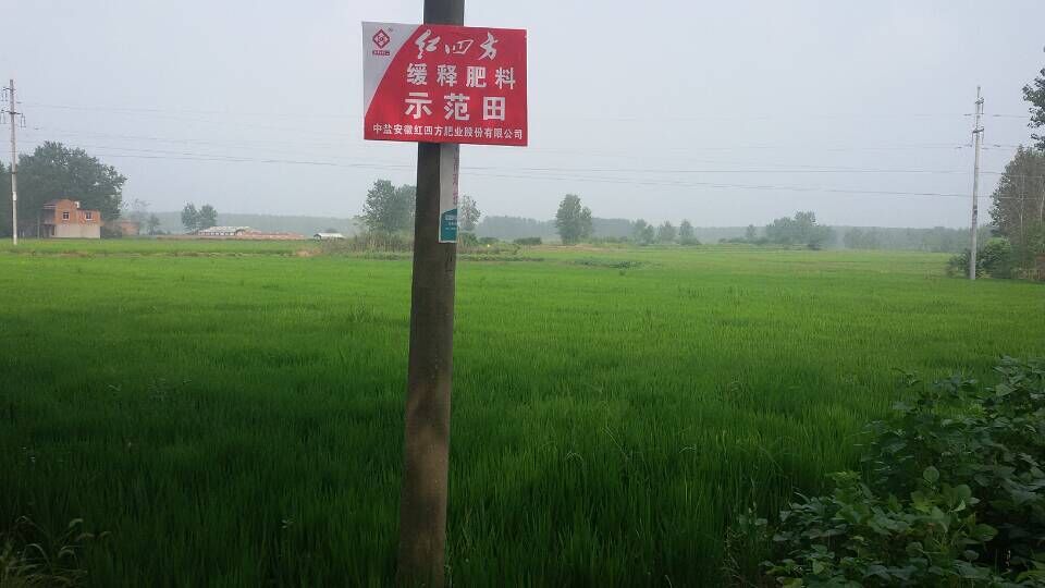 小麦长势优良