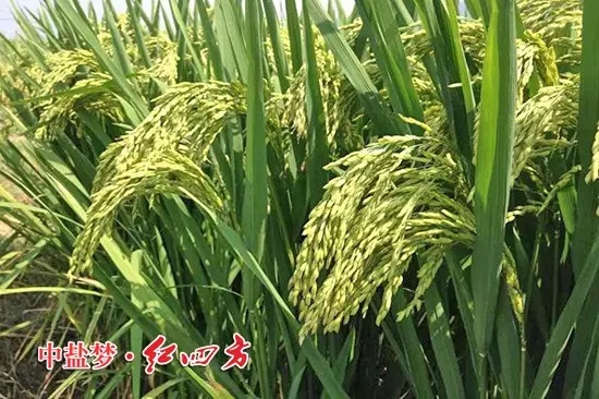 株洲攸县经销商苏海玉发来的施用红四方肥料的水稻图片，沉甸甸的稻穗惹人喜爱。