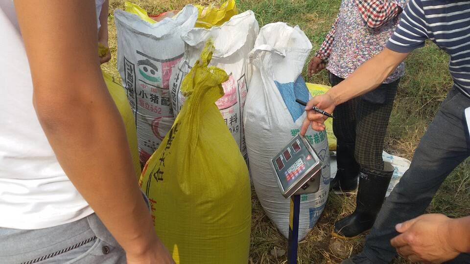 肥东红四方水稻控失肥测产现场 肥东红四方水稻控失肥测产现场