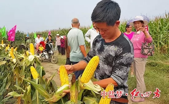 棒子没秃尖，籽粒更饱满。