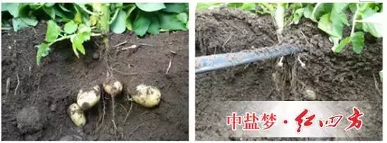 马铃薯在施用红四方水溶肥与普通水溶肥效果对比