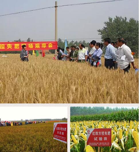 红四方控失肥观摩现场