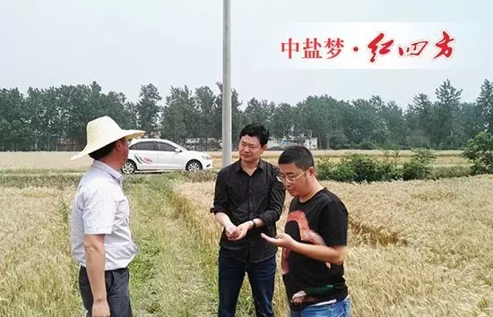 麦收之时，回访客户肥料效果