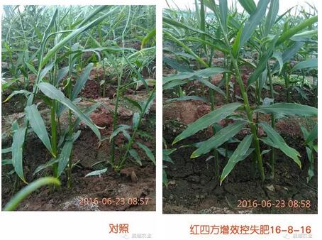 大姜生长对比效果。