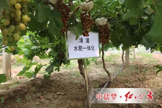 使用红四方养地水溶肥效果：根茎粗壮，叶片浓绿，叶片厚，葡萄颗粒大，病虫害少，提前15天上市。