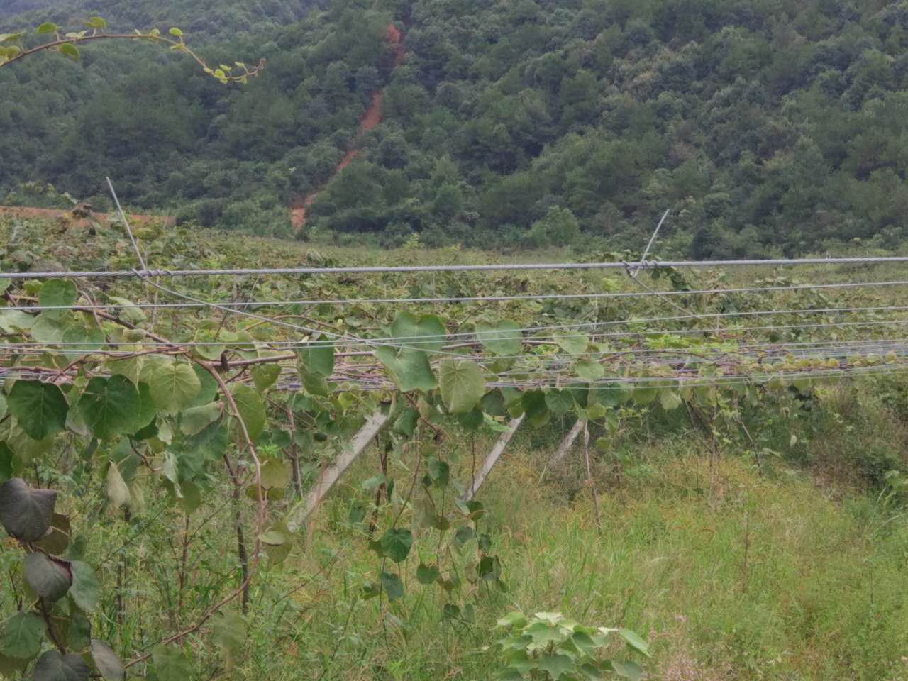 猕猴桃施用红四方硫酸钾肥效果显著