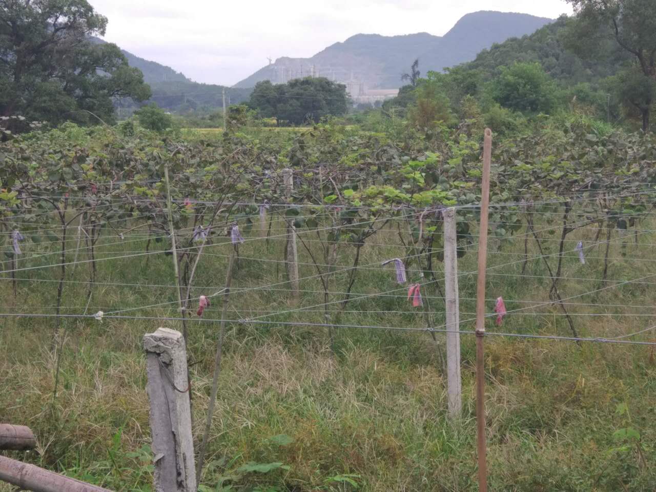 猕猴桃施用红四方硫酸钾复合肥效果展示