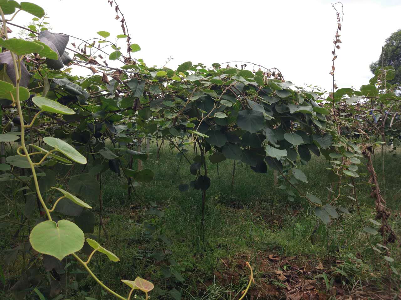 ,猕猴桃施用红四方硫酸钾复合肥