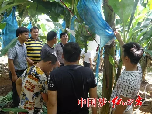 考察组深入田间地头走访坛洛镇种植大户 考察组深入田间地头走访坛洛镇种植大户