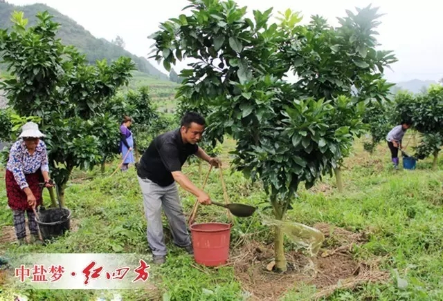 苹果、梨、桃、樱桃、冬枣等果树开沟或挖穴施肥的合理位置，应在树冠外围垂直投影外沿，不宜距离树干太近。