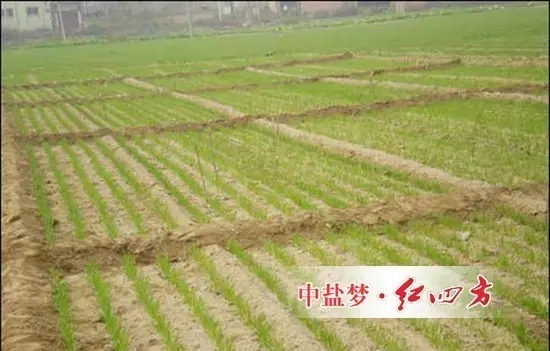 小麦品种施肥技术