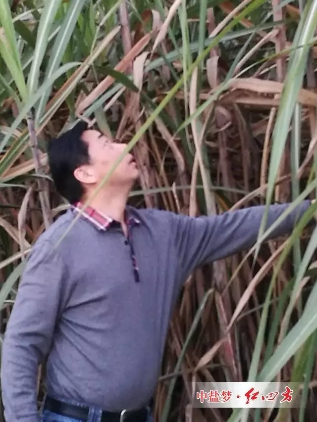 走进茂盛的甘蔗地,中盐红四方总经理助理陈国庆一边摸着甘蔗,一边感慨甘蔗的茎叶长势。 走进茂盛的甘蔗地,中盐红四方总经理助理陈国庆一边摸着甘蔗,一边感慨甘蔗的茎叶长势。