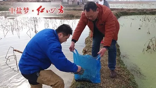 到了藕塘边，丁文金不惧寒冷，第一时间换上雨靴，为了全方位获取土样，他先后采用五点取土法、随机取样法、S线型取样法，采集了众多土样并认真仔细地包扎起来，准备第一时间带回公司化验，即使气温寒冷，他的额角冒出了许多细汗。