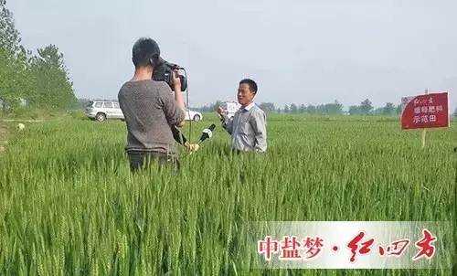 2015年4月30日，安徽三农记者走进安徽阜南的一块红四方缓释肥小麦示范田。