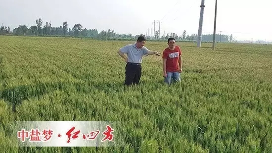 2015年8月28日，山东南皮县聚丰种业，小麦使用了劲霸48%（20-20-8）小麦专用配方肥和红四方45%（18-22-5）小麦肥后，籽粒更加饱满，丰收在望，李老板喜不自胜。
