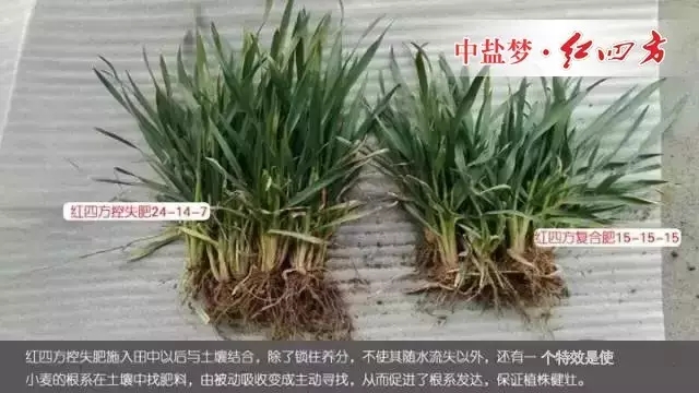 2016年3月7日，山东省青州市刘经理经销红四方肥料多年，通过试验对比，他发现施用红四方增效控失肥的小麦，从苗期开始，根系发达，植株长势健壮，叶片浓绿；到穗期，秸秆壁厚粗壮，麦穗粗大籽粒饱满，亩产量提高10-17%。