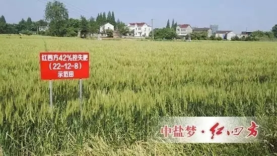 2016年5月11日，安徽芜湖火龙岗镇天叶农资公司和70多位种植大户，共同见证红四方控失肥长效高产的效果表现： 小麦根系发达浓密，麦穗结粒多，长势茂盛，麦苗茎杆茁壮，籽粒饱满，没有死穗，秃尖。