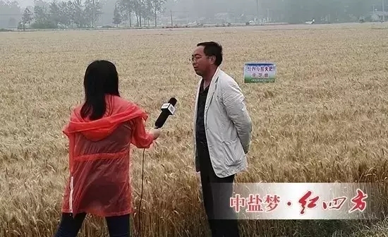 2016年6月13日，某电视台农业栏目记者走进江苏金湖对红四方控失肥在小麦作物上的效果做了一次实地探访，因红四方控失肥的‘缩水松土、增产增收’效果。