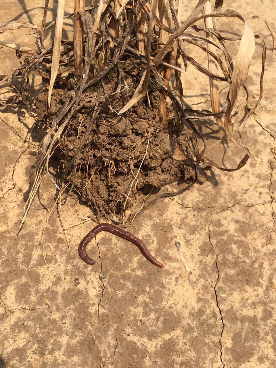 小麦控失肥调理土壤，土壤肥了！